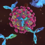 Antibodies attacking SARS-CoV-2, the coronavirus that causes COVID-19