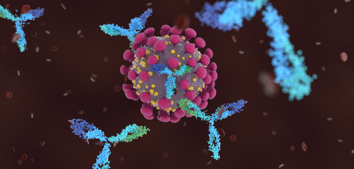 Antibodies attacking SARS-CoV-2, the coronavirus that causes COVID-19