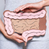womans hands holding illlustration on intestines