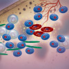 Multiple myeloma cells