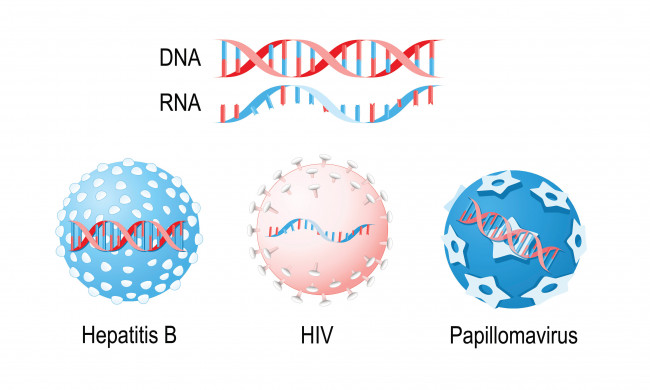 DNA, RNA, Hepatitis B, HIV,  Papillomavirus