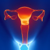 Female reproductive system