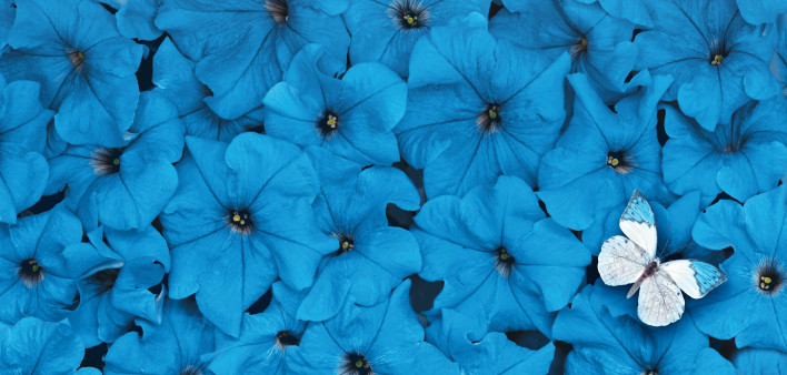 Blue petunias and a white butterfly