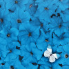 Blue petunias and a white butterfly