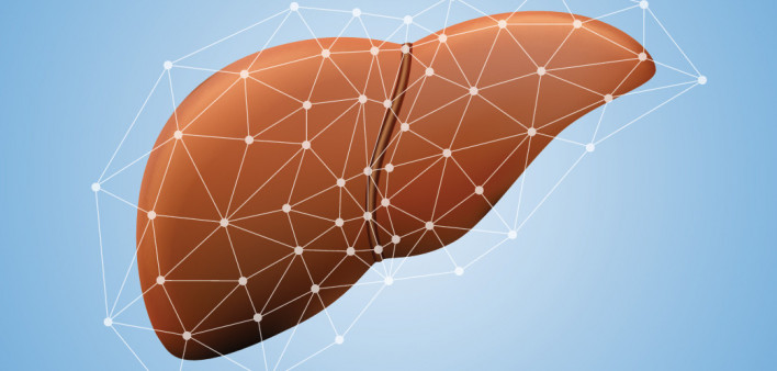 liver illustration