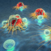 Cancer cells and lymphocytes