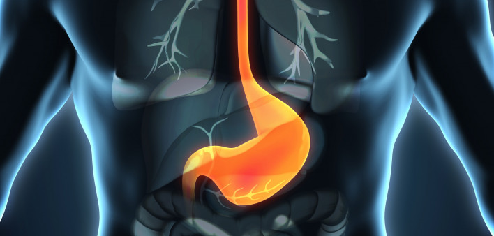 esophagus, throat, stomach, gastric, digestive tract