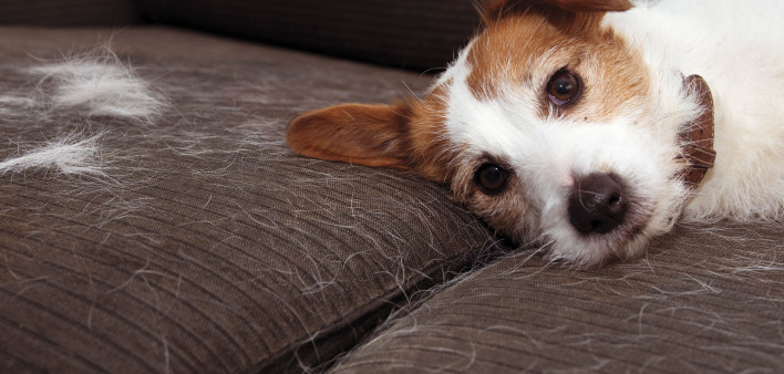 shedding dog pet allergies