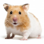 Golden Hamster
