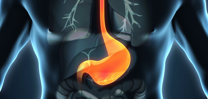 esophagus, throat, stomach, gastric, digestive tract