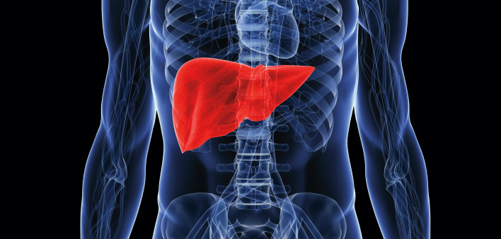illustration of human body showing liver