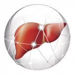 liver, liver cancer