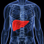 illustration of human body showing liver