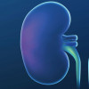 kidney illustration