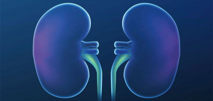 kidney illustration