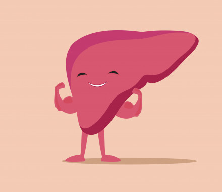 illustration of liver flexing muscles