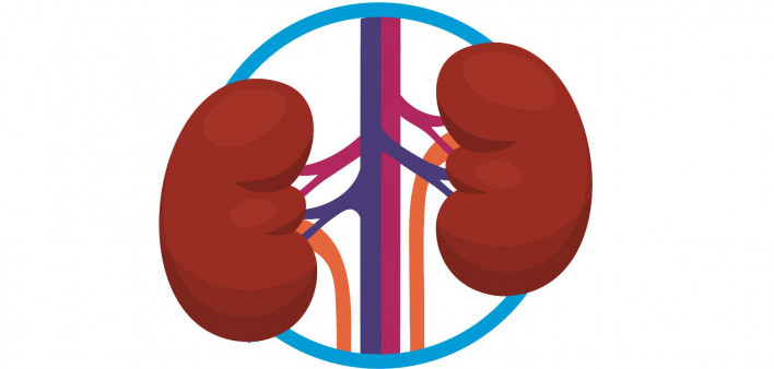 kidney
