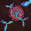 Antibodies attacking SARS-CoV-2, the coronavirus that causes COVID-19