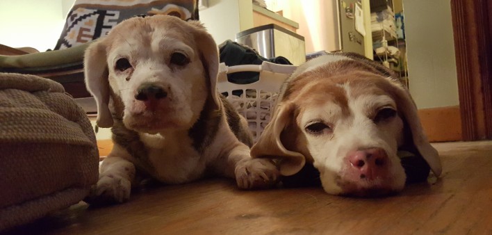 Aundaray Guess’s dogs, Hope and  Parker