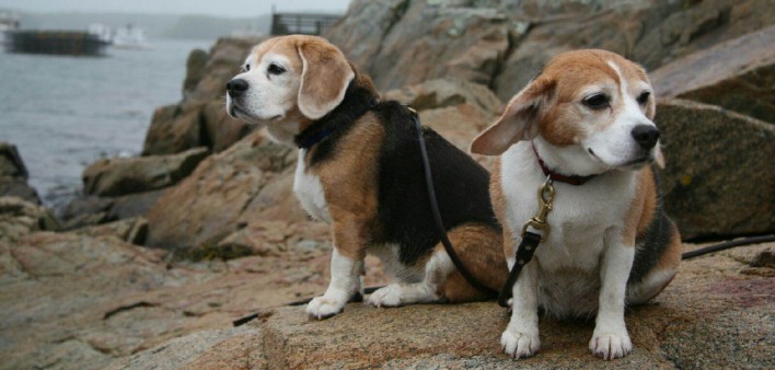Aundaray Guess' two dogs Hope and Parker on a jetty