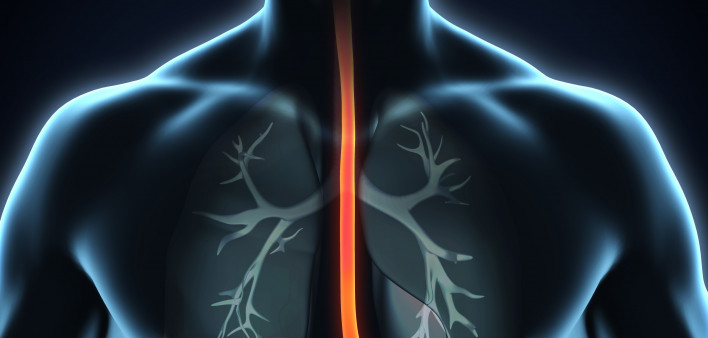 esophagus, throat, stomach, gastric, digestive tract
