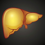 illustration of liver