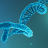 RNA strand
