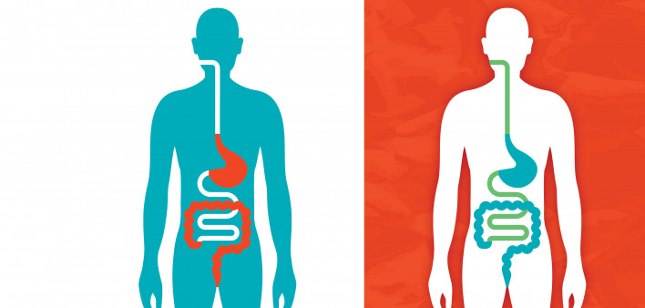 illustration of a figure showing the digestive system