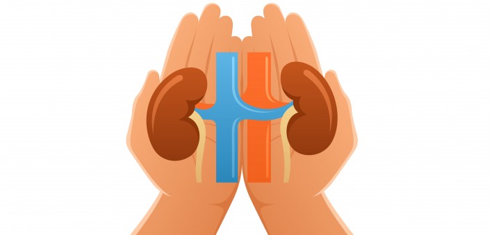 kidneys