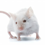 white mouse lab mouse