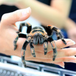 Mexican Redknee Tarantula (Brachypelma smithi) walking on female hand.