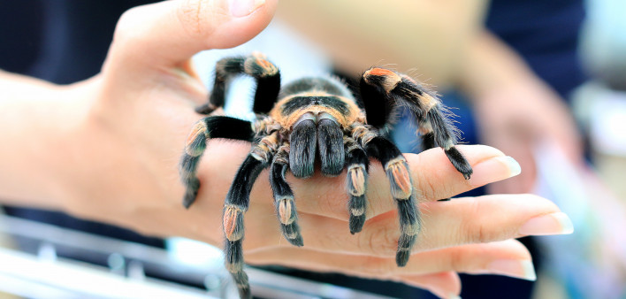 Mexican Redknee Tarantula (Brachypelma smithi) walking on female hand.