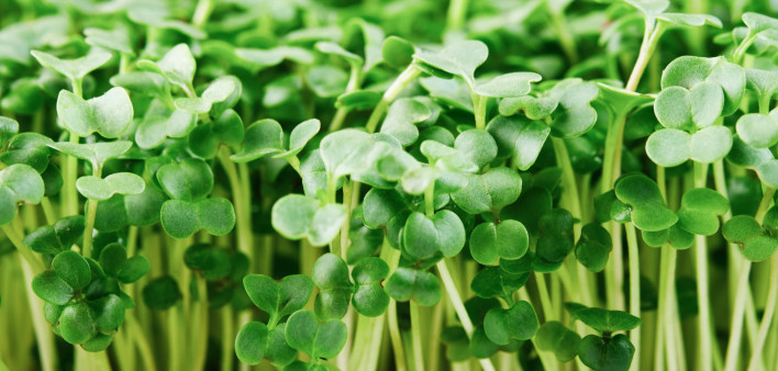 Close-up of microgreen broccoli