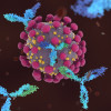 Antibodies attacking SARS-CoV-2, the coronavirus that causes COVID-19