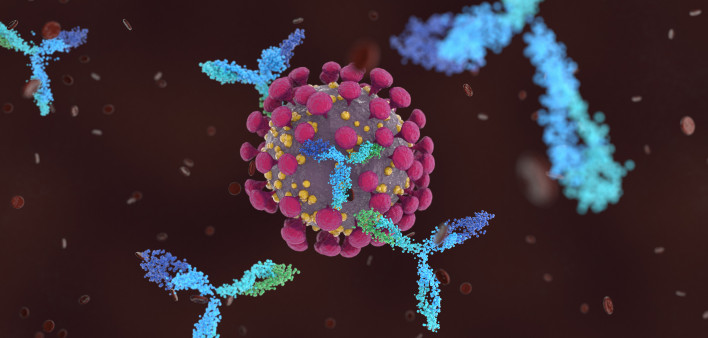 Antibodies attacking SARS-CoV-2, the coronavirus that causes COVID-19