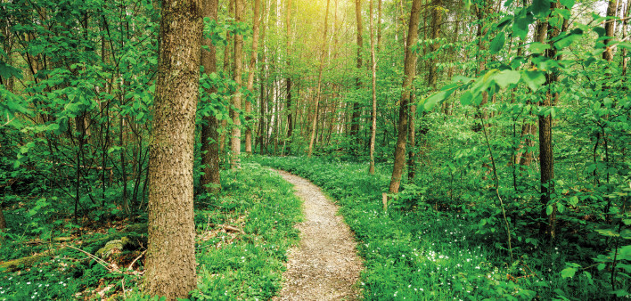 a path leading into the woods