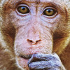 Monkey in thinking pose.