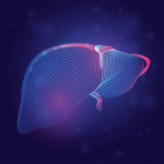 Human liver medical structure. Outline vector illustration of body part organ anatomy in 3d line art style on neon abstract background