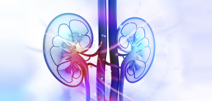 kidneys