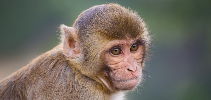 Rhesus macaque