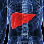 illustration of human body showing liver