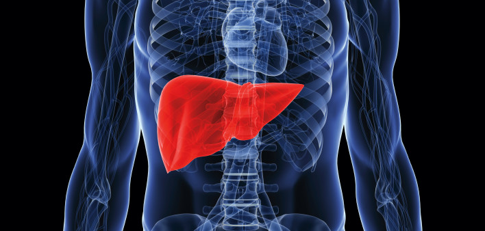 illustration of human body showing liver