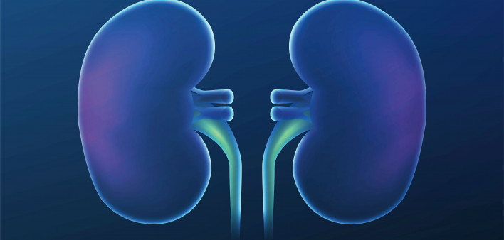 kidney illustration