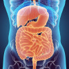 Digestive system
