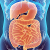 Digestive system