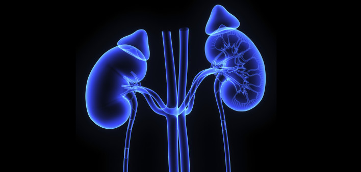 kidneys