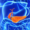 Pancreas and gall bladder
