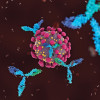 Antibodies attacking COVID-19