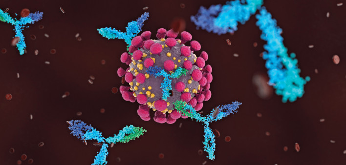 Antibodies attacking COVID-19