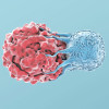 T-Cell Attacks Cancer Cell